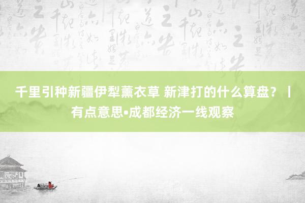 千里引种新疆伊犁薰衣草 新津打的什么算盘？丨有点意思•成都经济一线观察